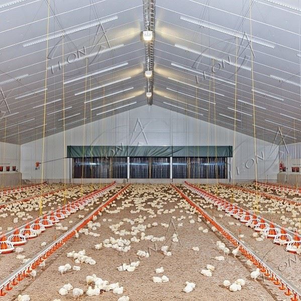 Chicken Floor Raising Broiler Farm House