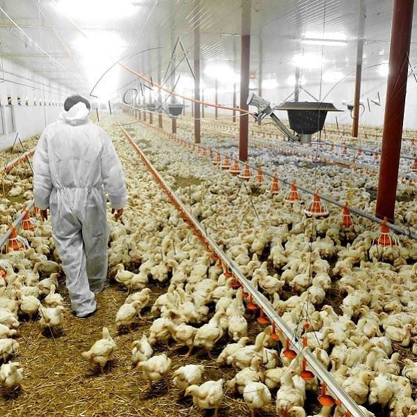 Chicken Floor Raising Broiler Farm House