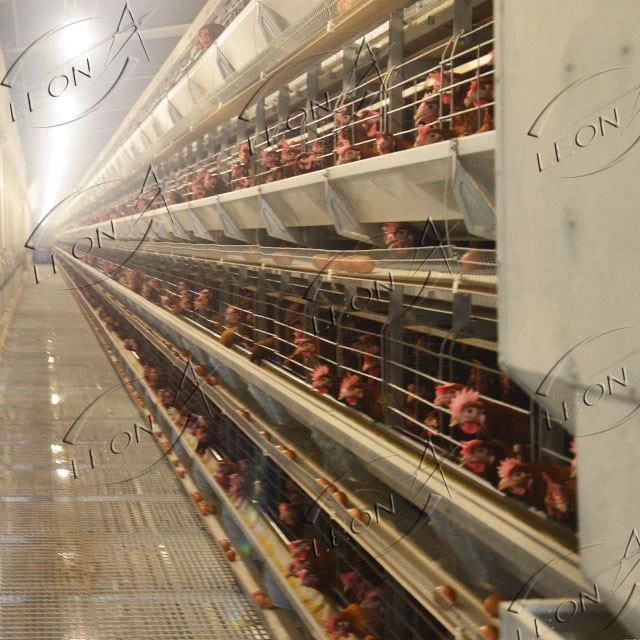 H Type Layer Chicken Cage Automatic Battery Cage