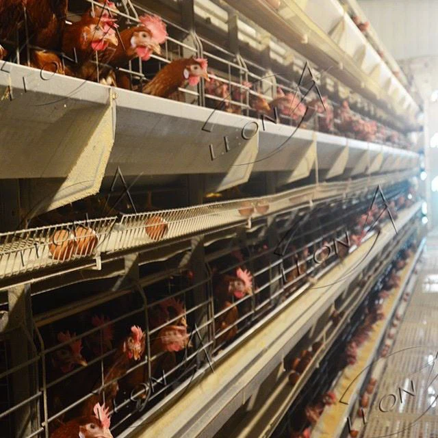 H Type Layer Chicken Cage Automatic Battery Cage