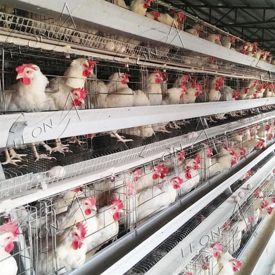 A Type Chicken Cage For Layer