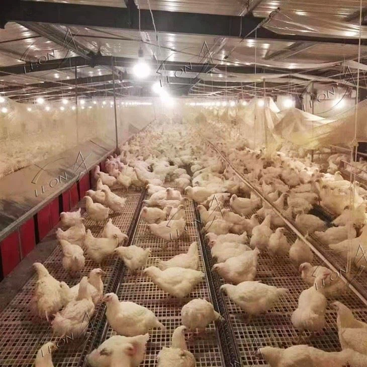 Poultry Automatic Chain Feeding System For Layers