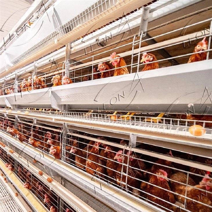 Poultry Farm H Type Layer Chicken Cage