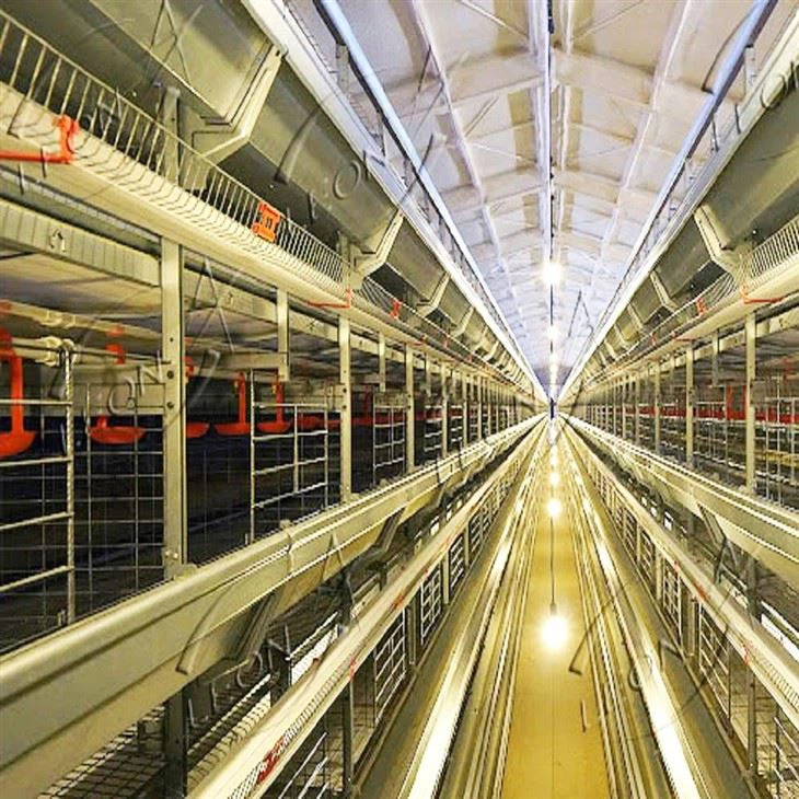 Poultry Farm H Type Layer Chicken Cage